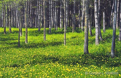 Glade Of Dandelions_48490.jpg - Photographed near Ottawa, Ontario - the Capital of Canada.